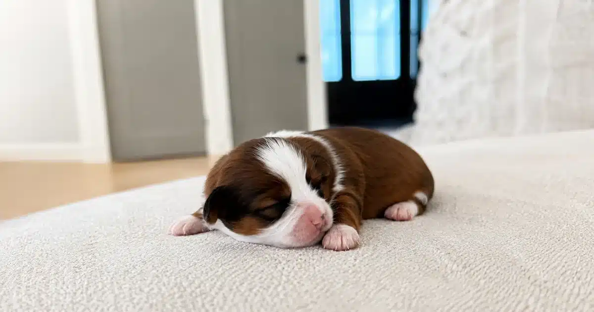 Bodie Brown and White Newborn Puppy On Carpet 1200x630.