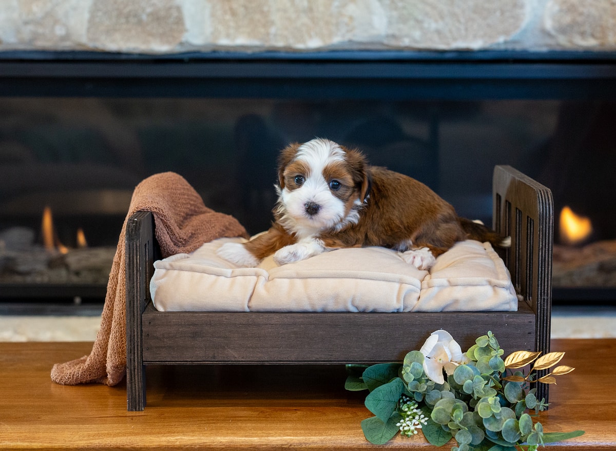 Bodie the male red sable tuxedo Havanese puppy resting on a cream cushion by a fireplace