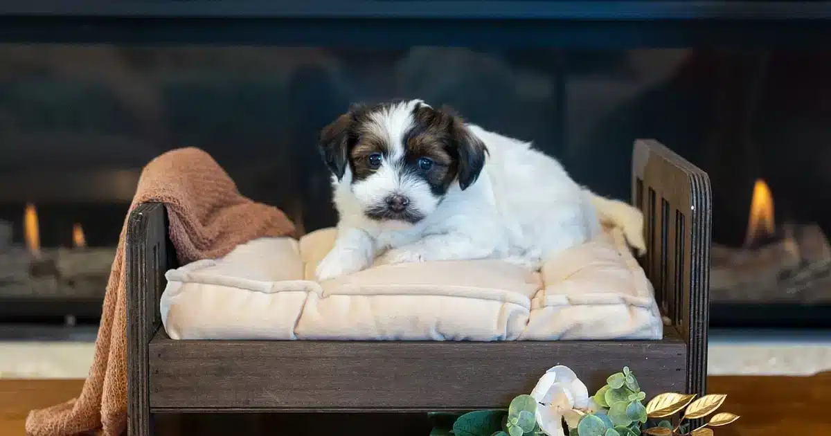 Boggart the male Havanese puppy sitting on a miniature bed