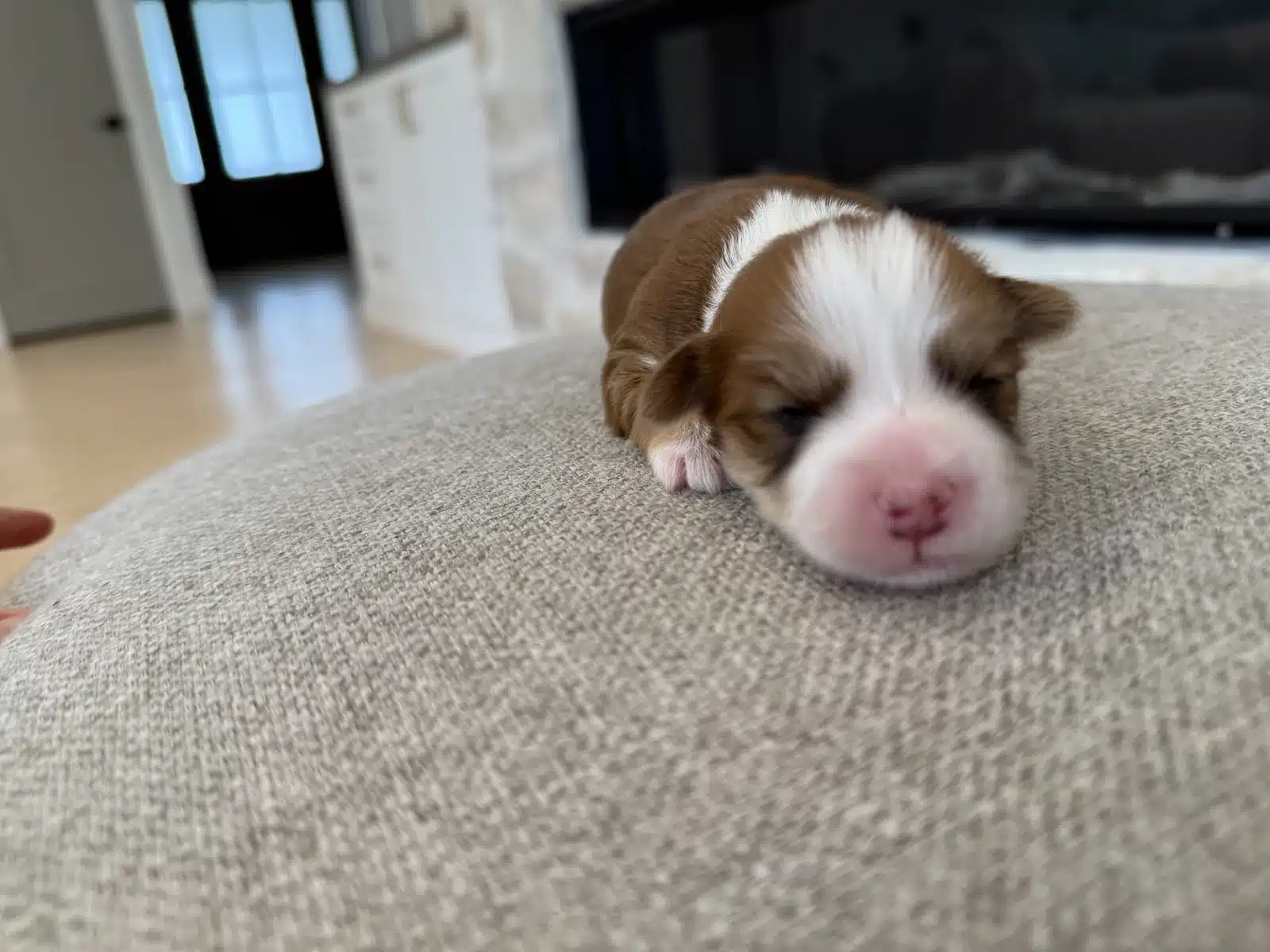Brown and White Newborn Puppy On Carpet.