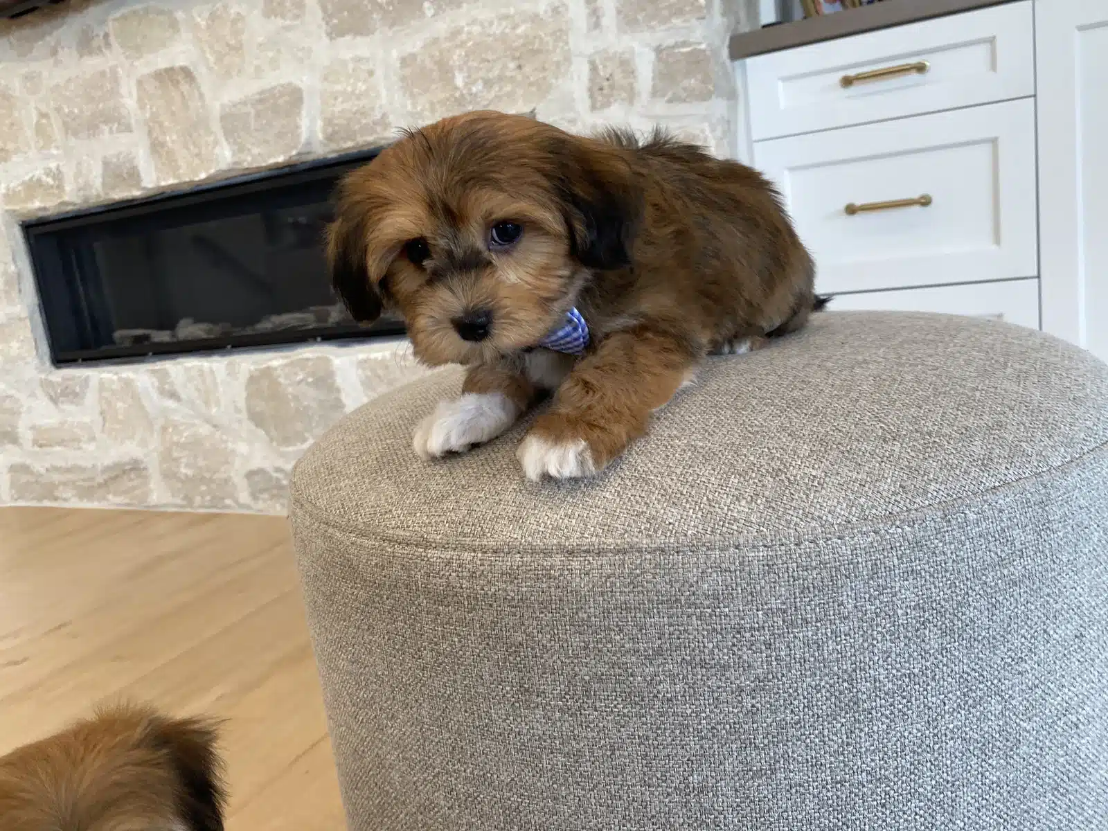 Brown and White Puppy Blue Bow on a Beige Cushion.