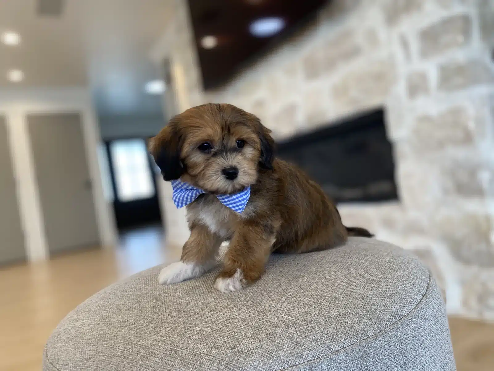 Brown and White Puppy Blue Bow on a Beige Cushion.
