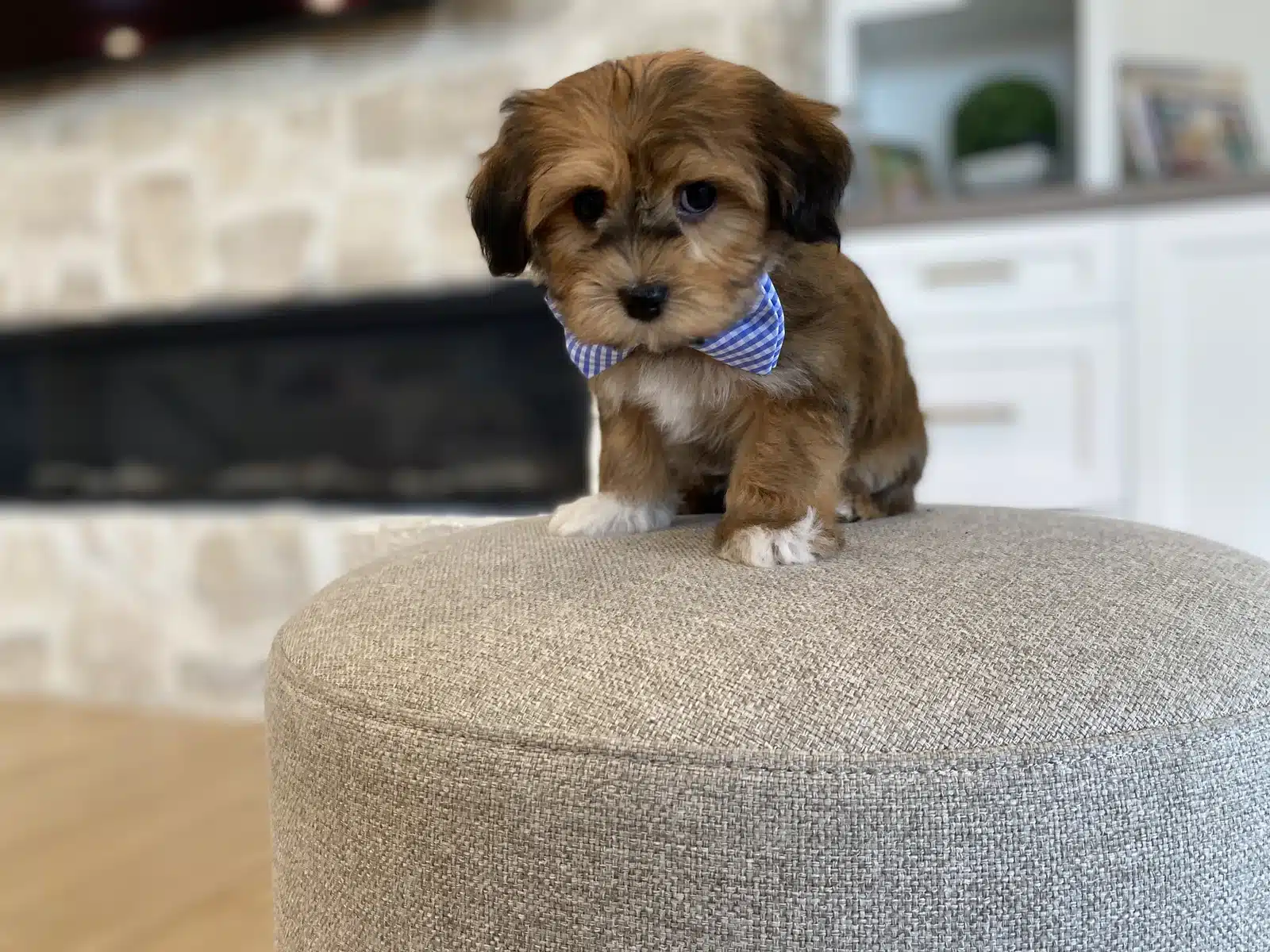 Brown and White Puppy Blue Bow on a Beige Cushion.