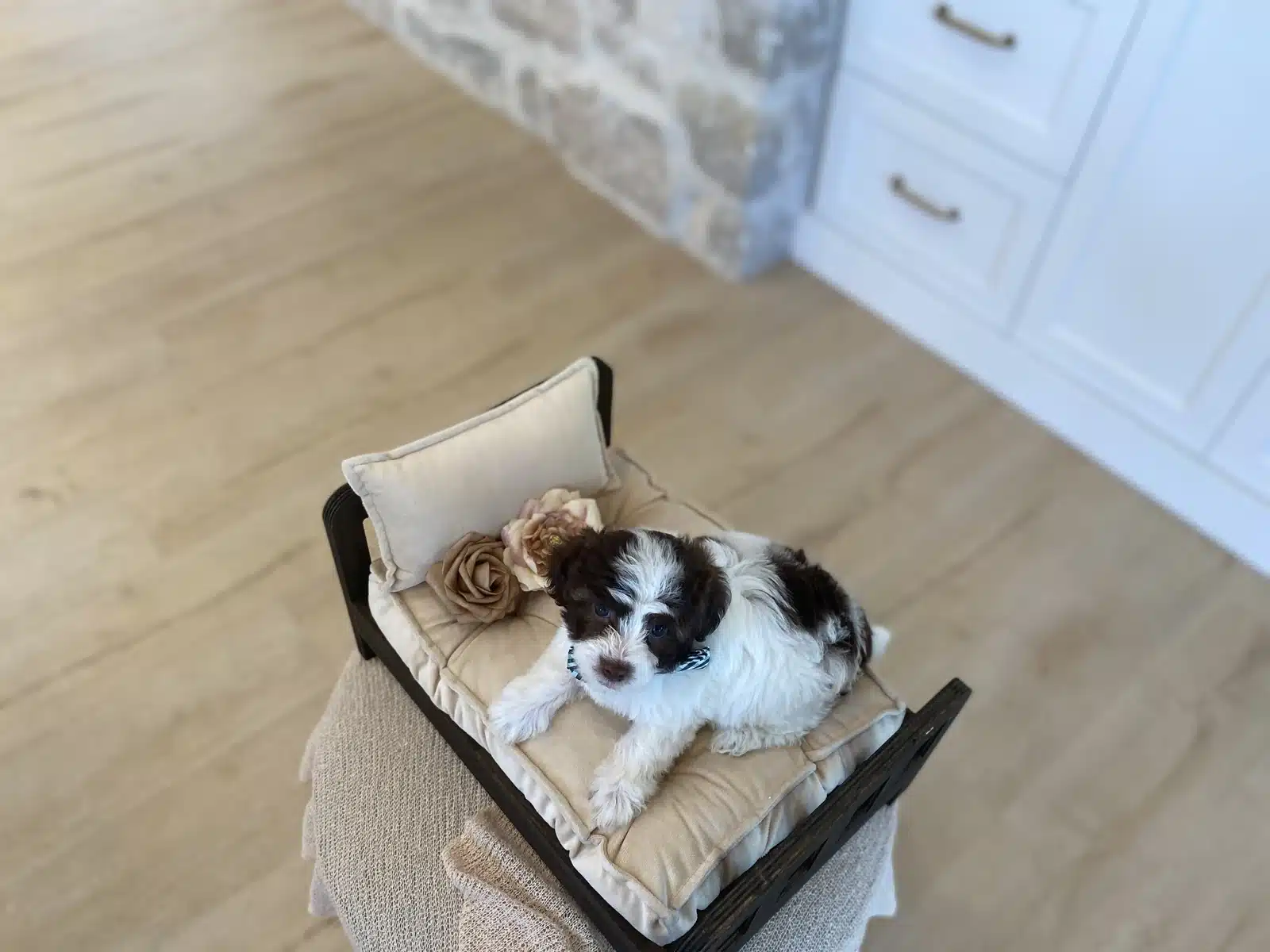 Brown and White Puppy Bow Tie on a Cream Chair.