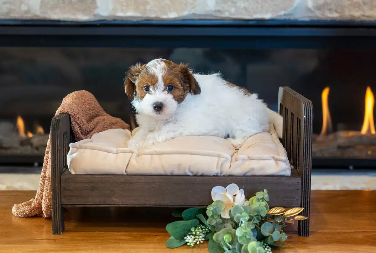 Brown and White Puppy Cream Mini Sofa by the Fireplace.