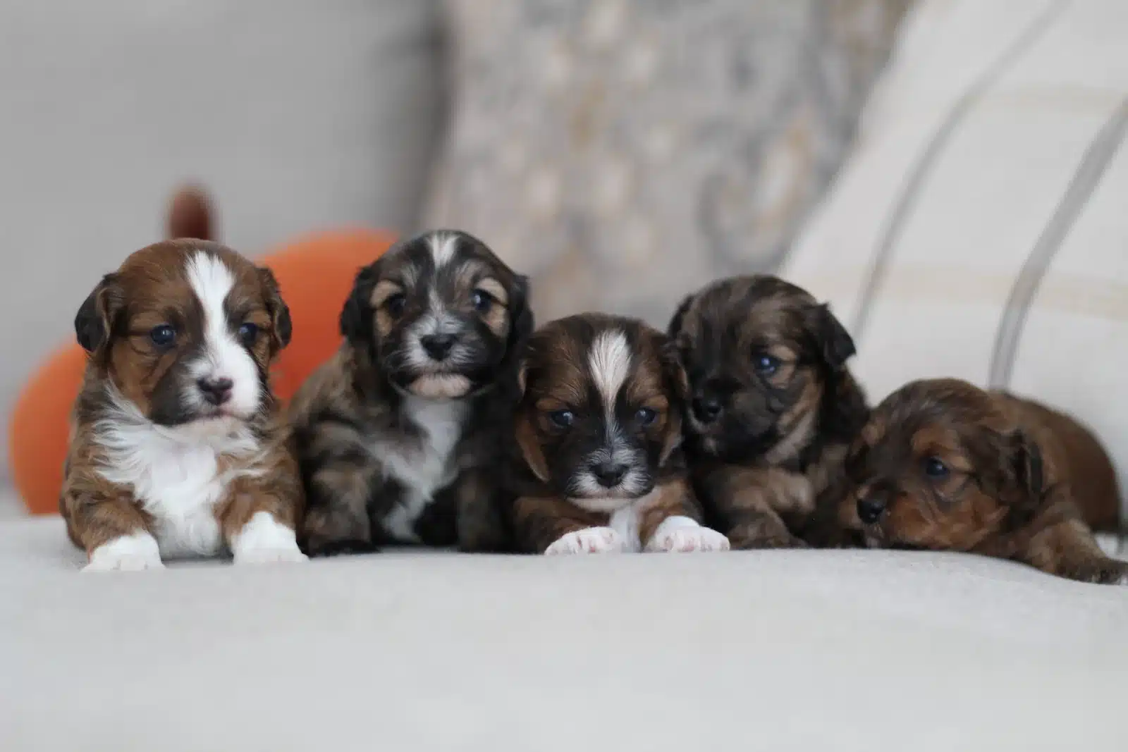 Brown and White Puppy Group On a Gray Sofa.