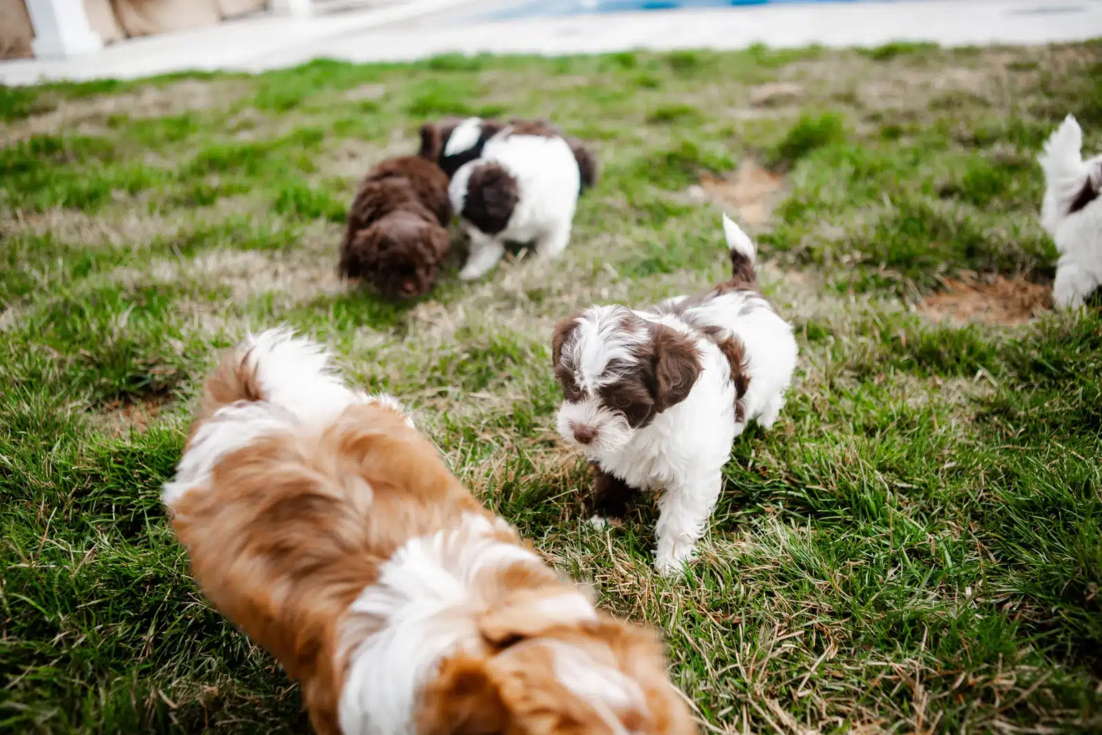 Brown and White Puppy Group Playing on Grass.