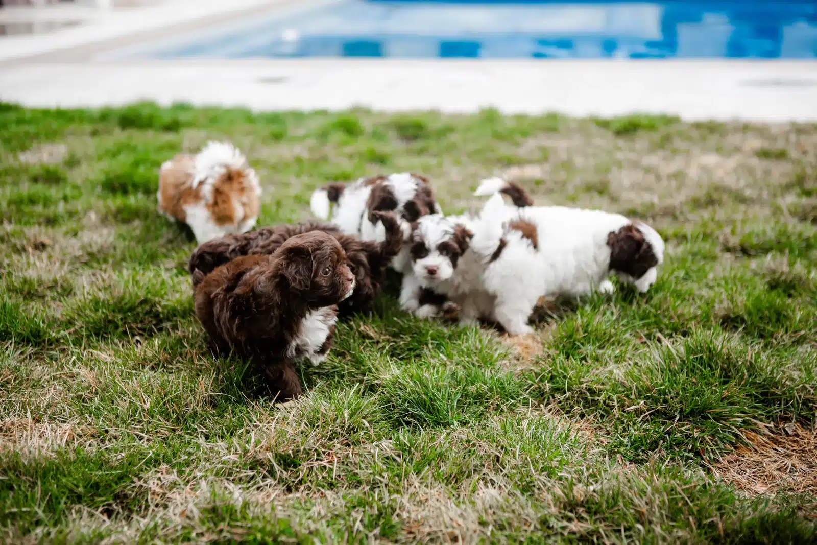 Brown and White Puppy Group Playing on Grass.