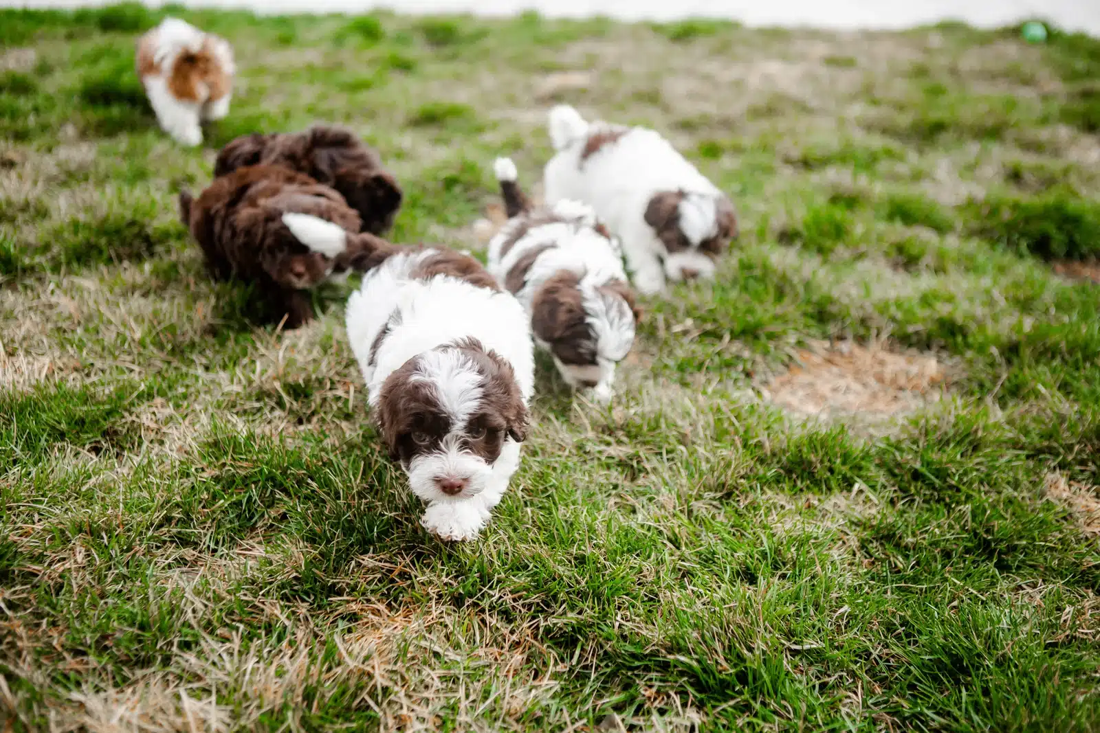Brown and White Puppy Group Playing on Grass.
