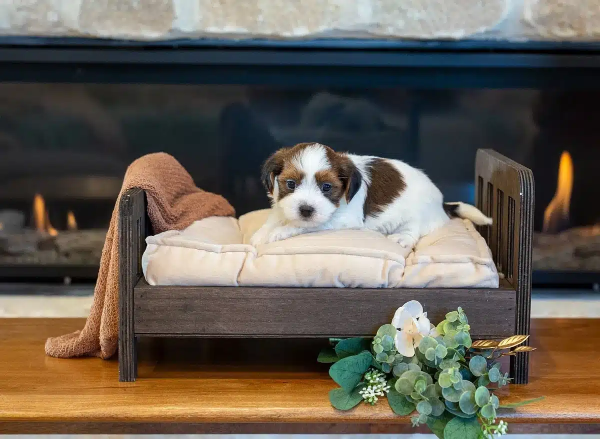 Brown-and-white puppy resting on cream cushions in a miniature wooden bed in front of a fireplace.