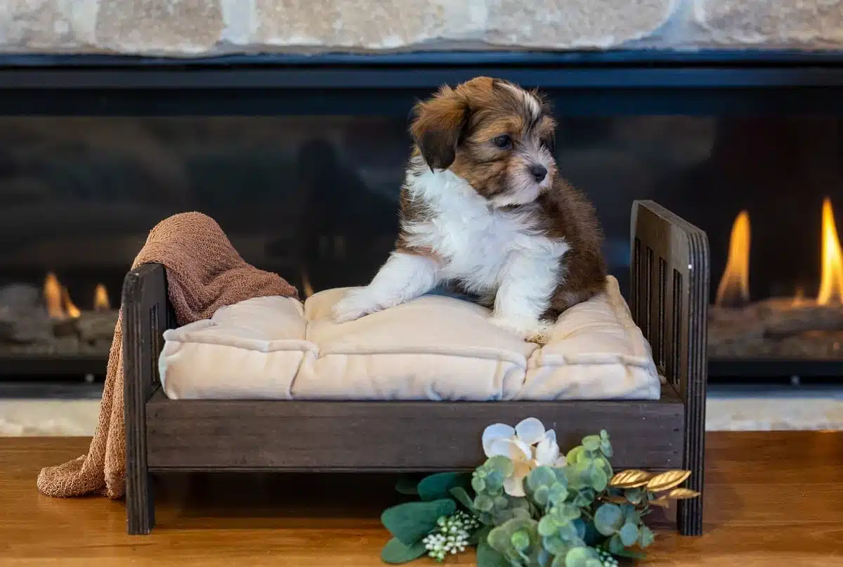 Brown and White Puppy In a Small Wooden Bed.