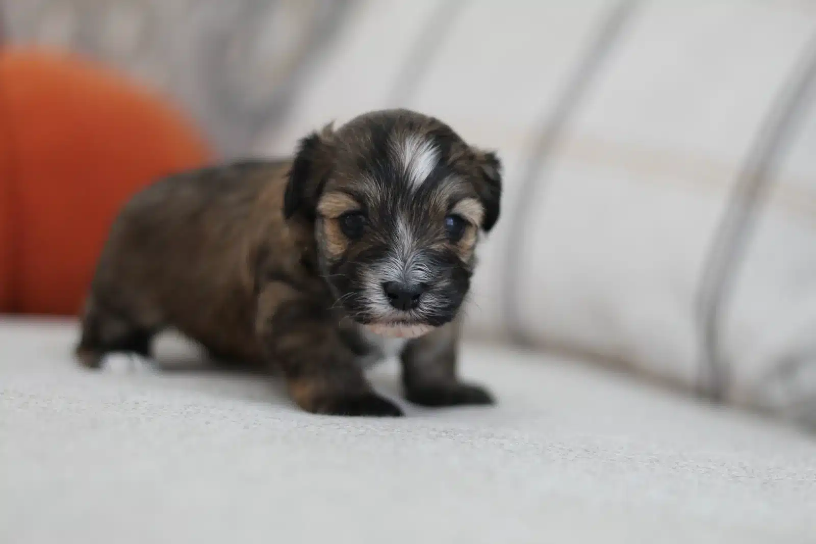 Brown and White Puppy On a Gray Sofa.
