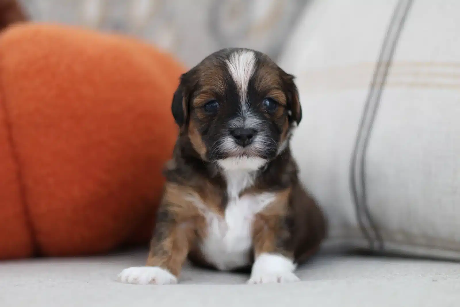 Brown and White Puppy On a Gray Sofa.