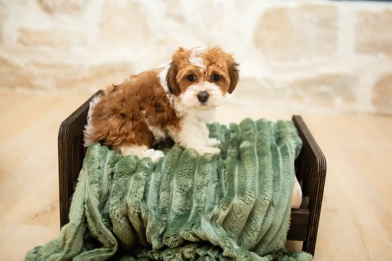 Brown and White Puppy On a Green Blanket.