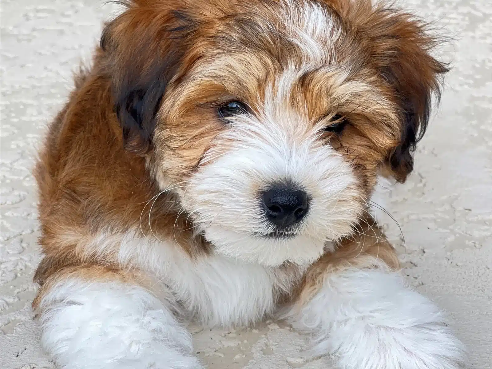 Brown and White Puppy On Carpet.