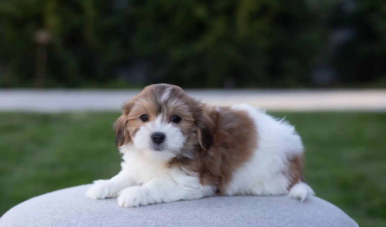 Brown and White Puppy Outdoor Cushion Portrait.