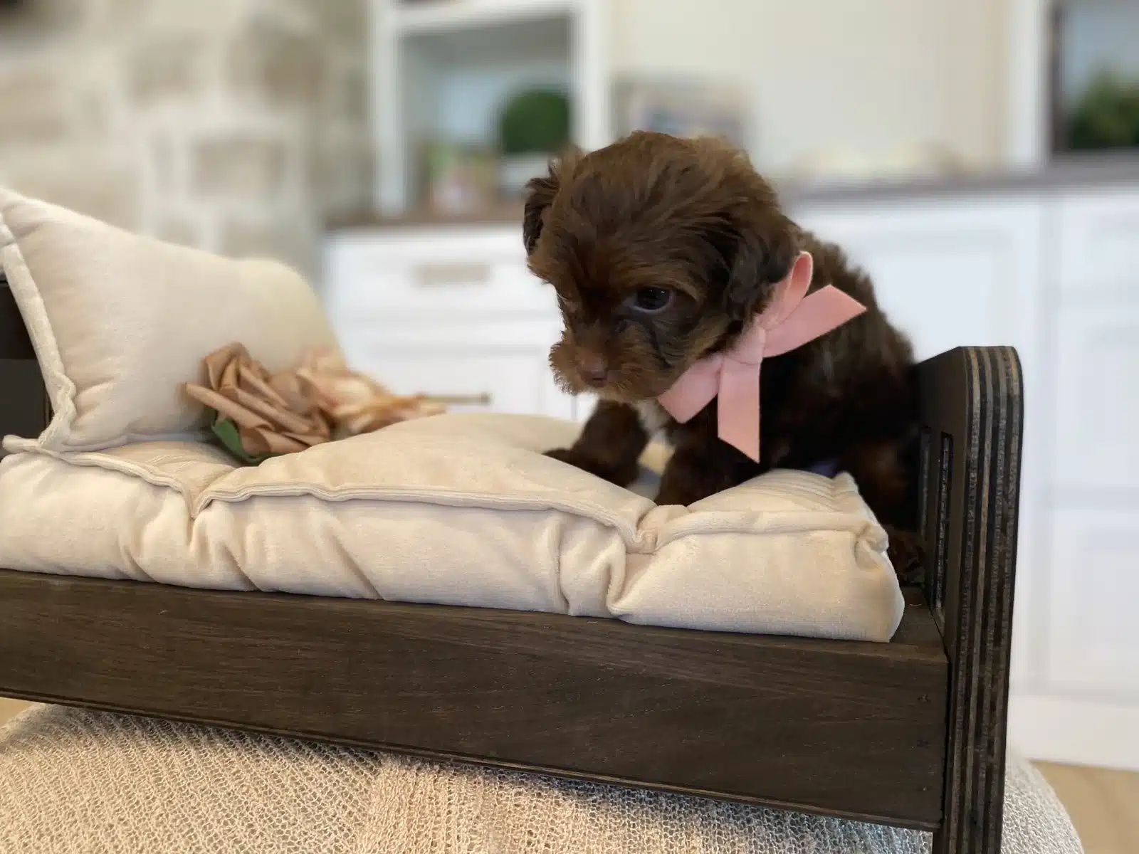 Brown puppy with a pink neck ribbon and a small white chest marking on cream cushions in a wooden chair.