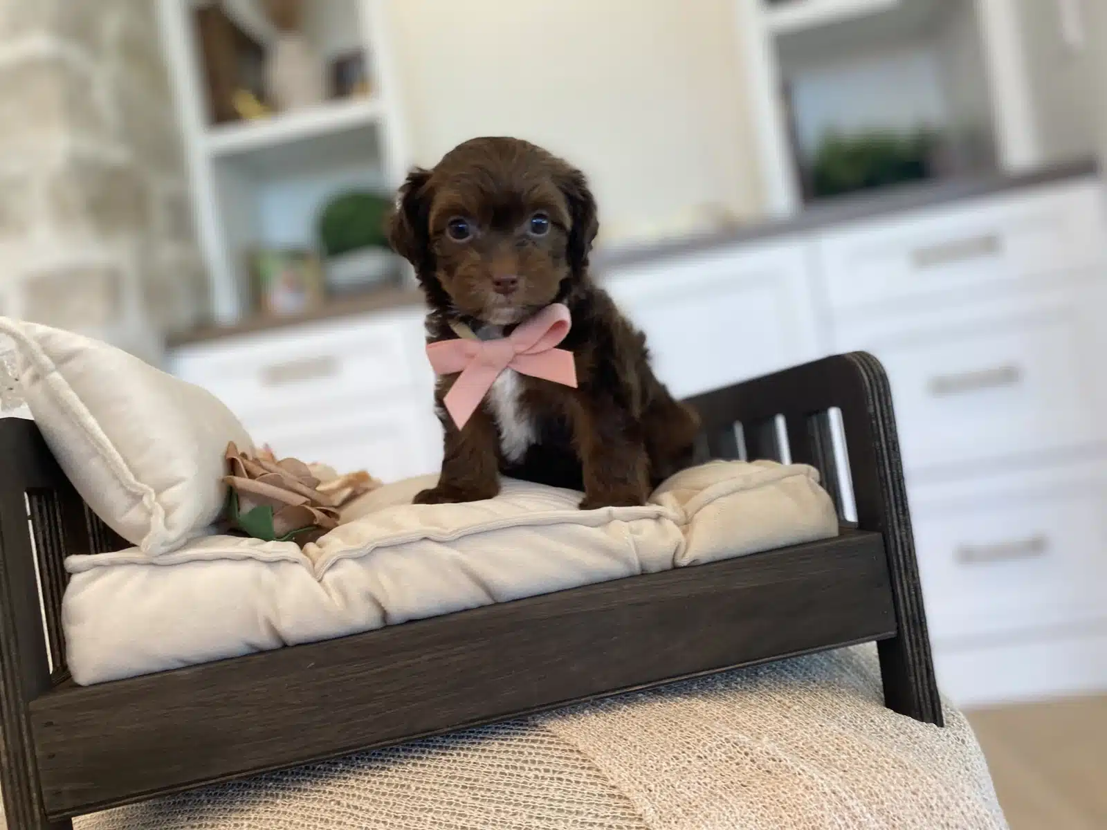 Brown and White Puppy Pink Bow on a Cream Chair.