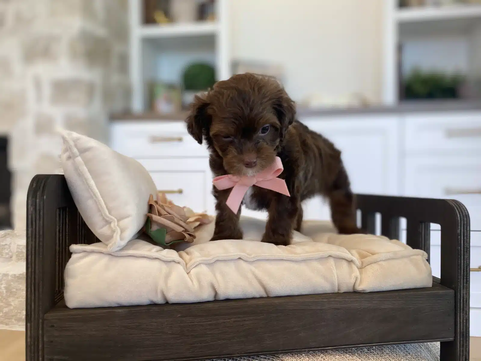 Brown and White Puppy Pink Bow on a Cream Chair.