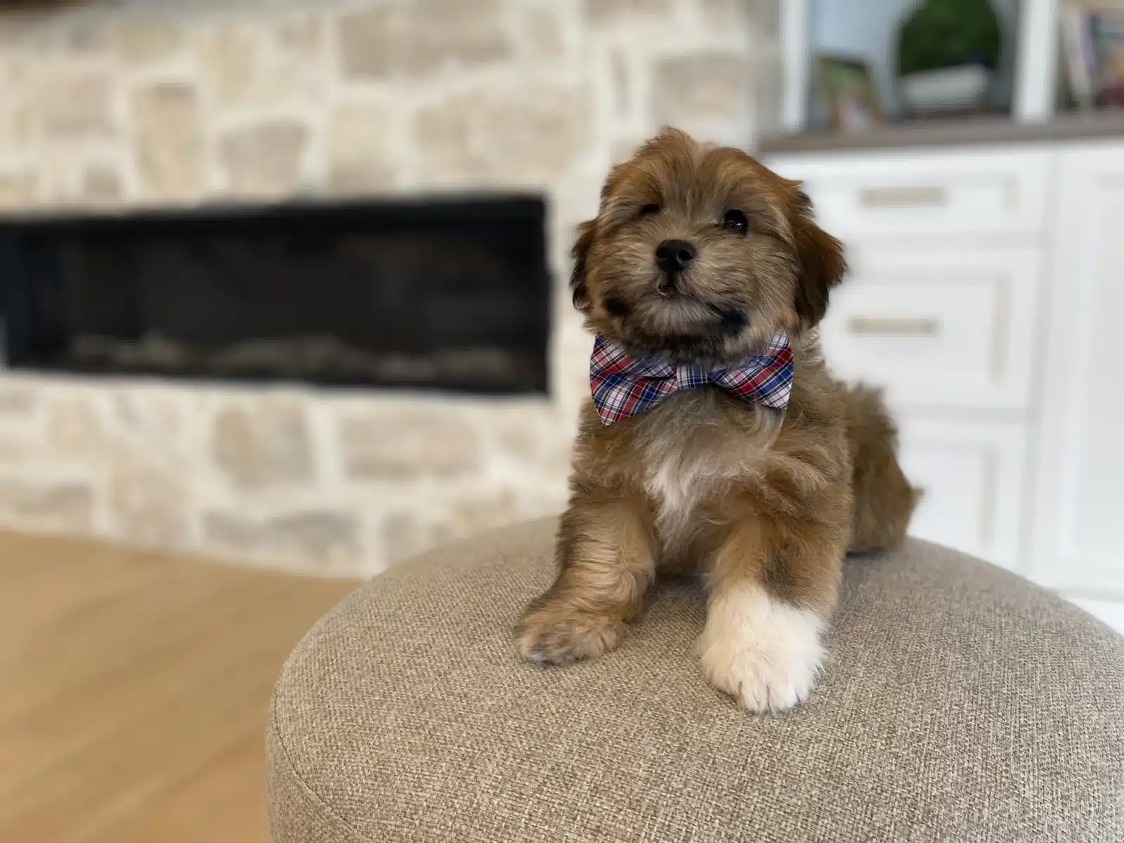Brown and White Puppy Plaid Bow on a Beige Cushion.