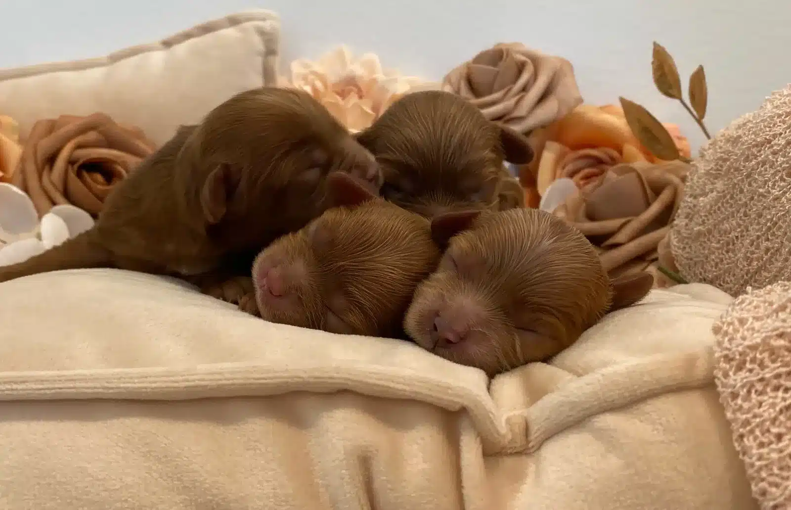 Brown Newborn Puppies Floral Backdrop.