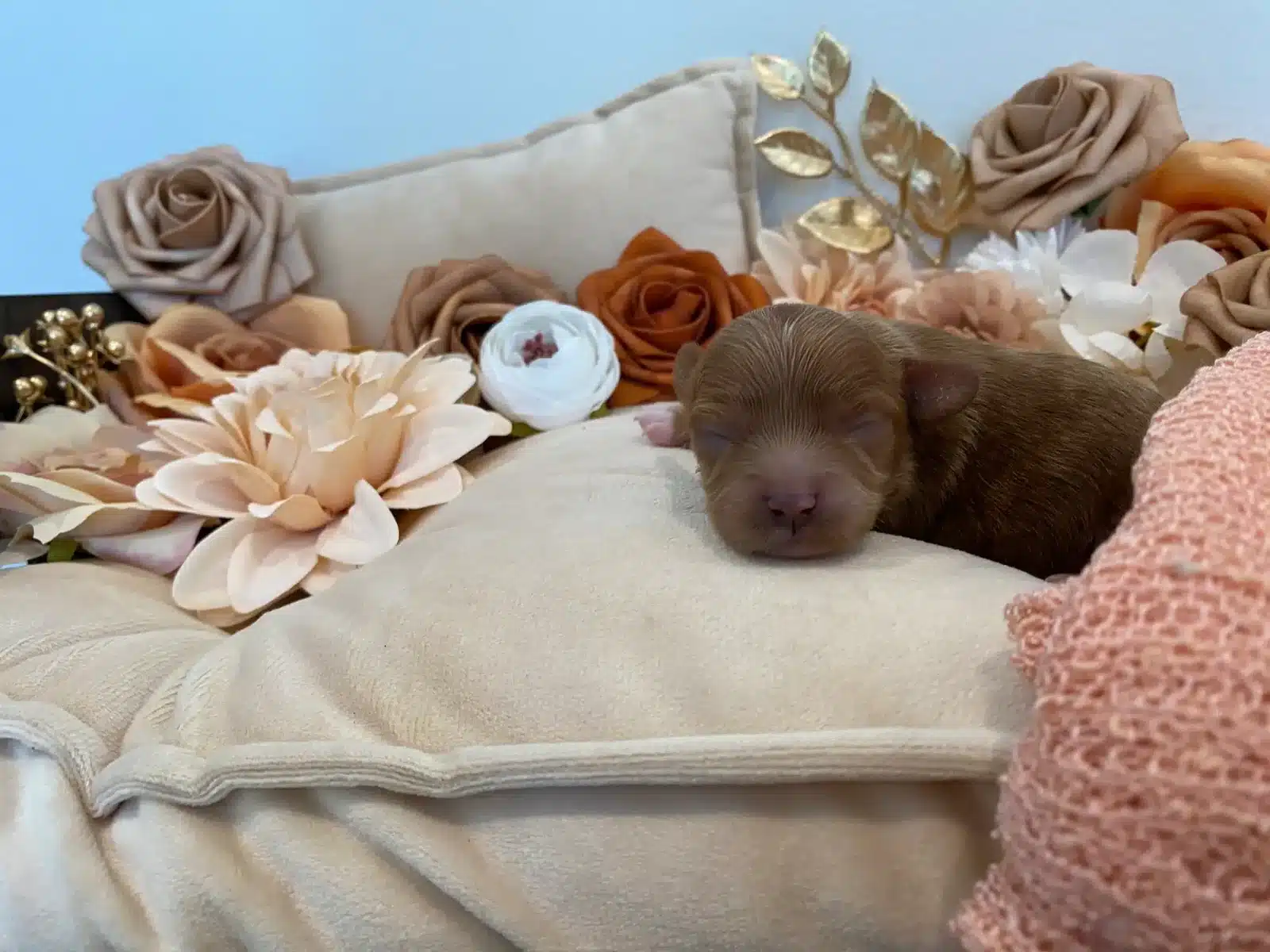 Brown Newborn Puppy Floral Puppy Bed.