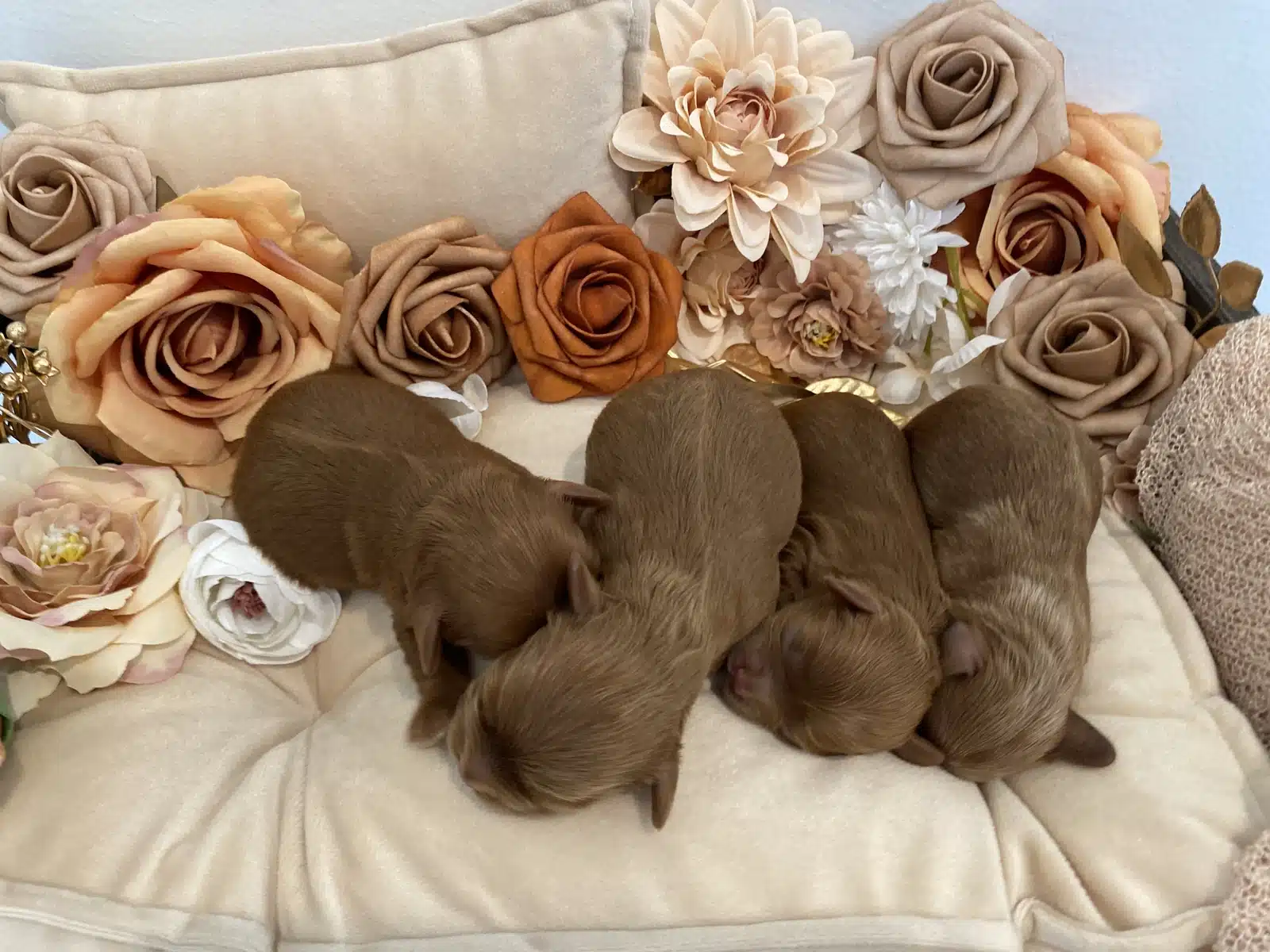 Brown Newborn Puppy Litter Floral Puppy Bed.