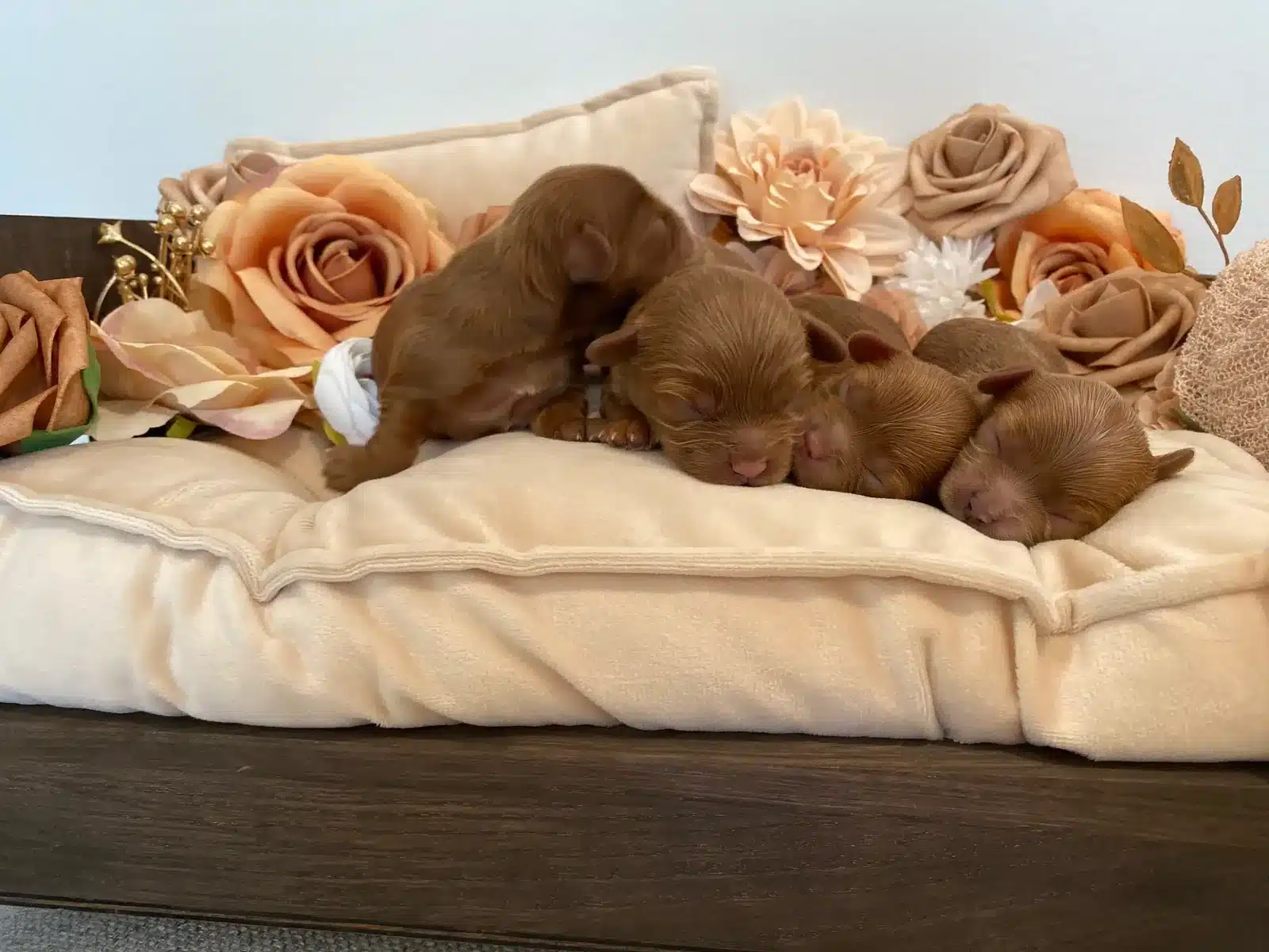 Brown Puppies Resting Together on a Cushion.