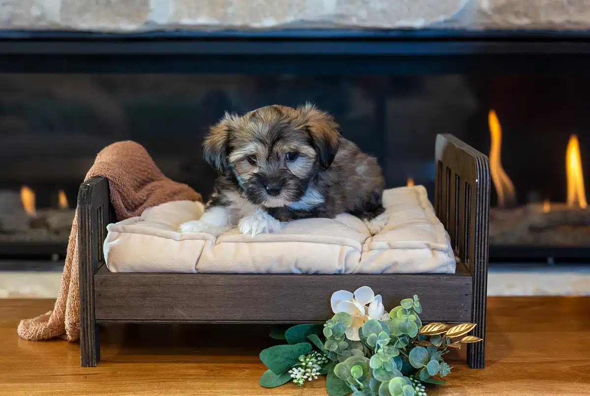Brown Puppy Cream Mini Sofa by the Fireplace.