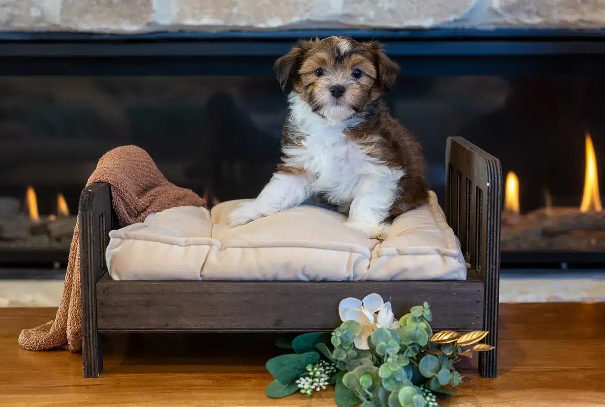 Brown and white puppy sitting on a cream cushion in a miniature wooden bed before a fireplace