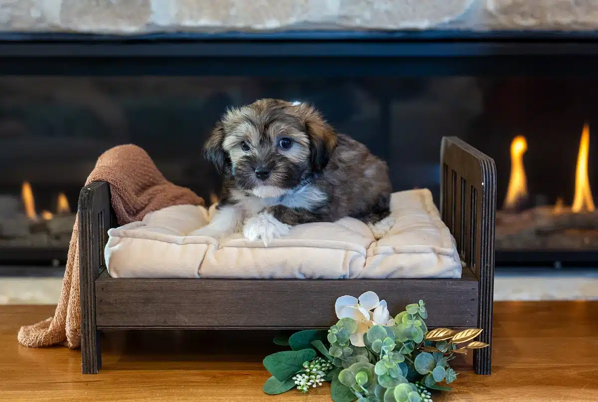 Brown and white puppy resting with its front paws on a cream cushion in a small wooden bed in front of a fireplace