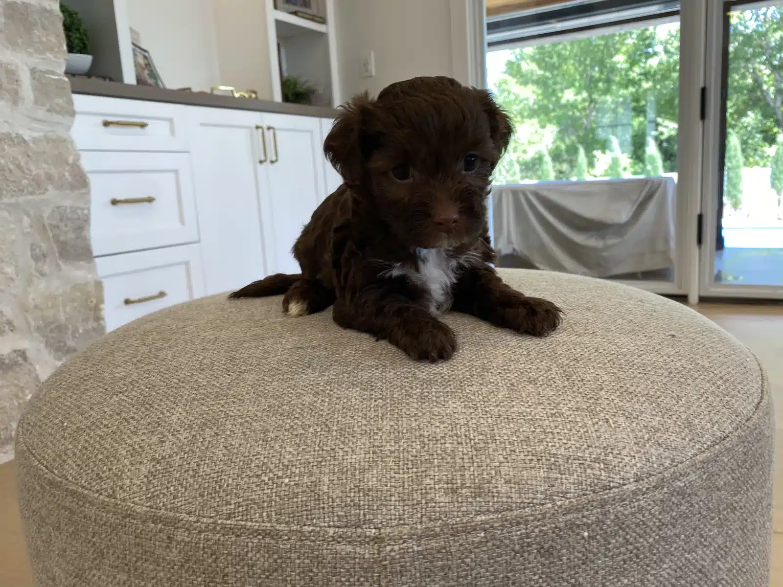 Brown puppy with a white chest marking resting on a beige cushion in a bright room.