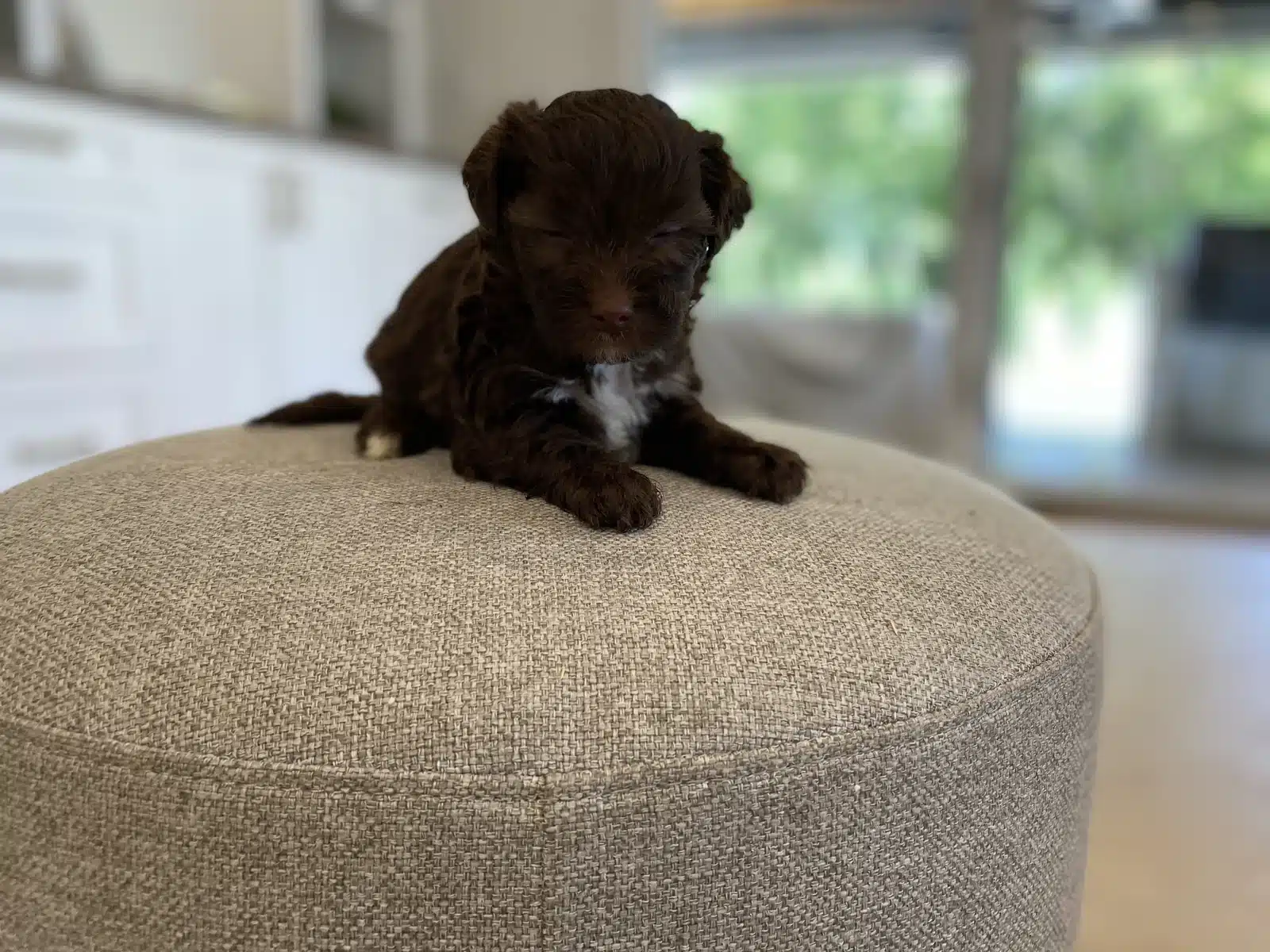Brown puppy with a white chest resting on a beige cushion