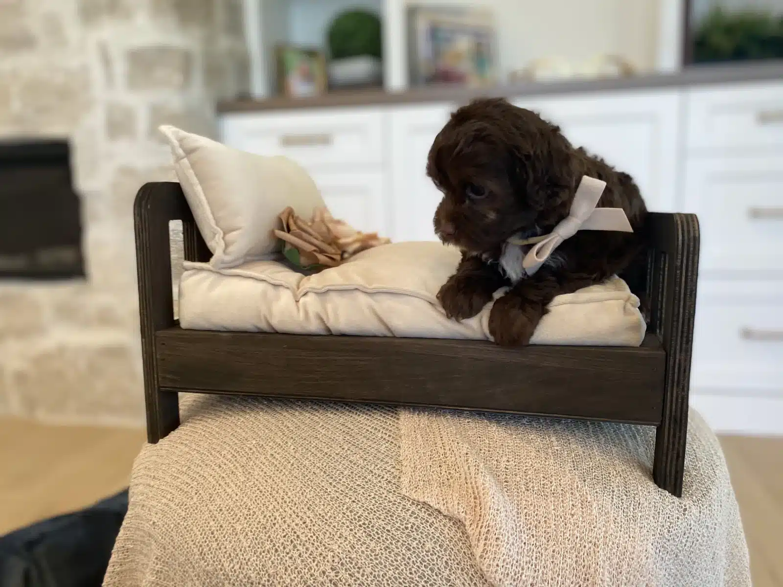 Brown Puppy White Bow in a Small Wooden Bed.