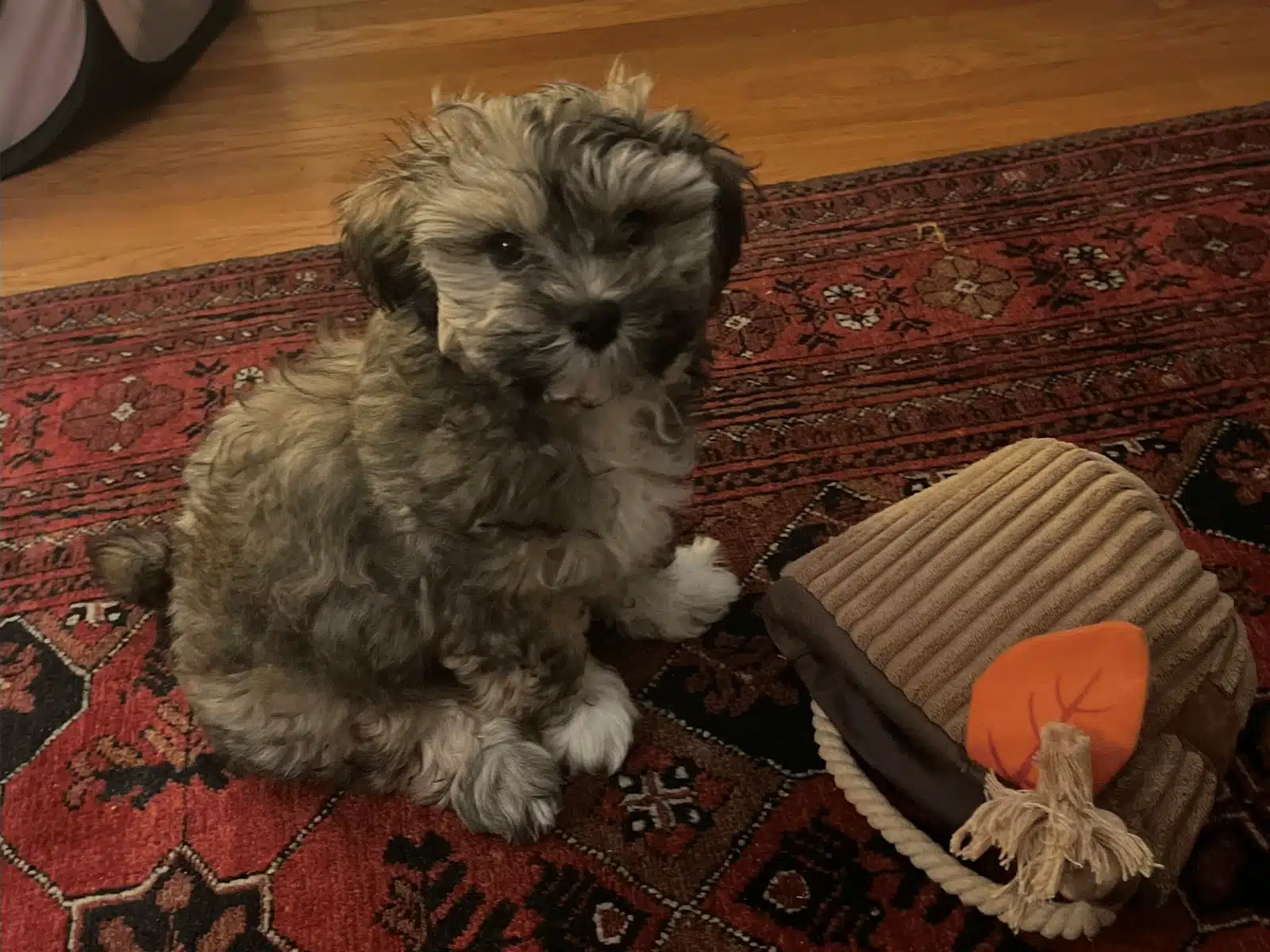 Brown Puppy With a Toy Indoors.