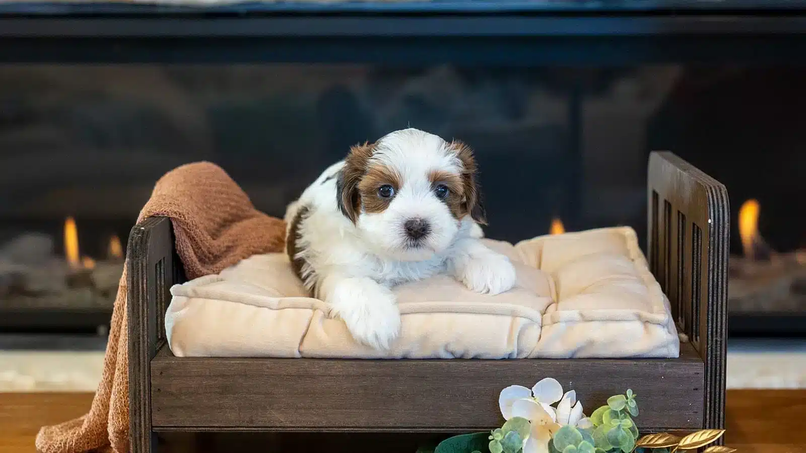 Bucky, a male red sable parti Havanese puppy, resting on a miniature bed