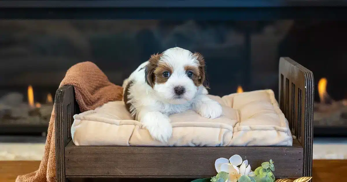 Bucky the male red sable parti Havanese puppy looking toward the camera