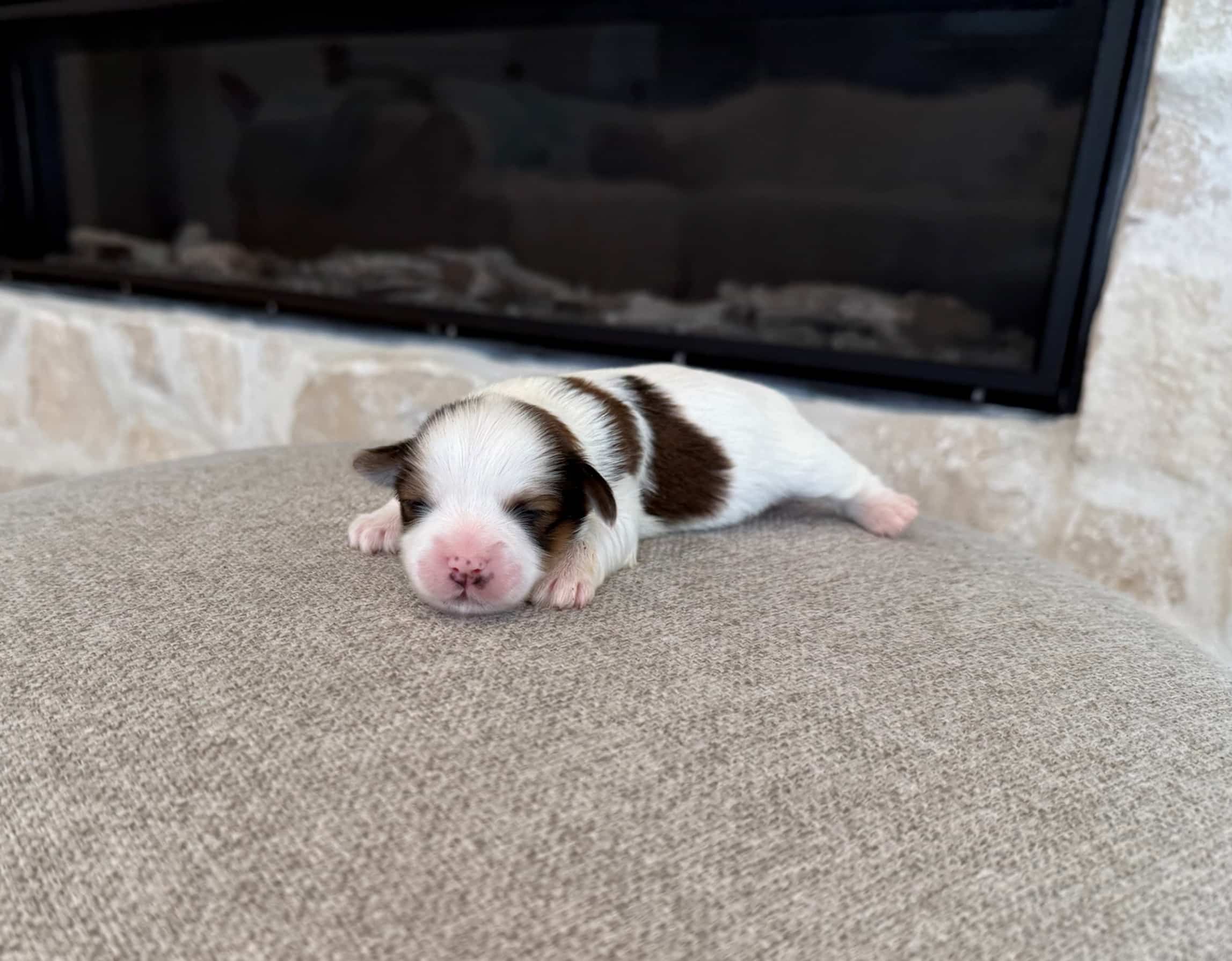 Newborn Havanese puppy from Bucky profile Newborn brown and white Havanese puppy resting on a soft gray surface