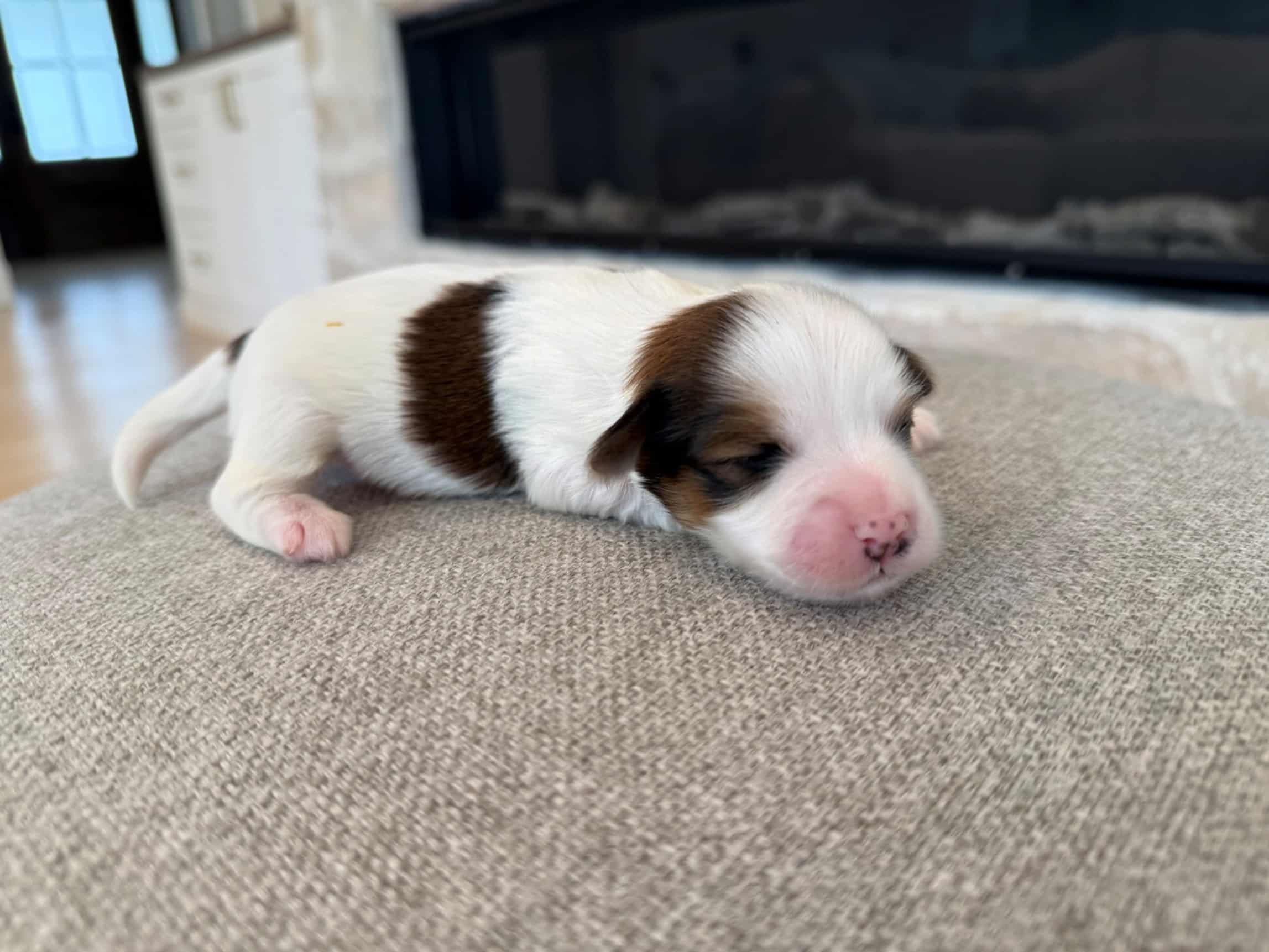 Bucky the male red sable parti Havanese puppy from Snowbell and Groot’s litter