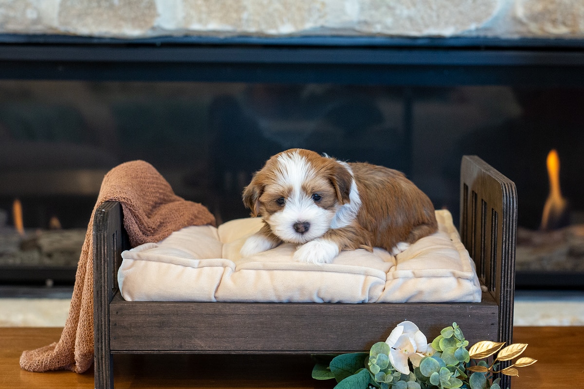 Buster the available male red sable tuxedo Havanese puppy resting on a small bed by a fireplace