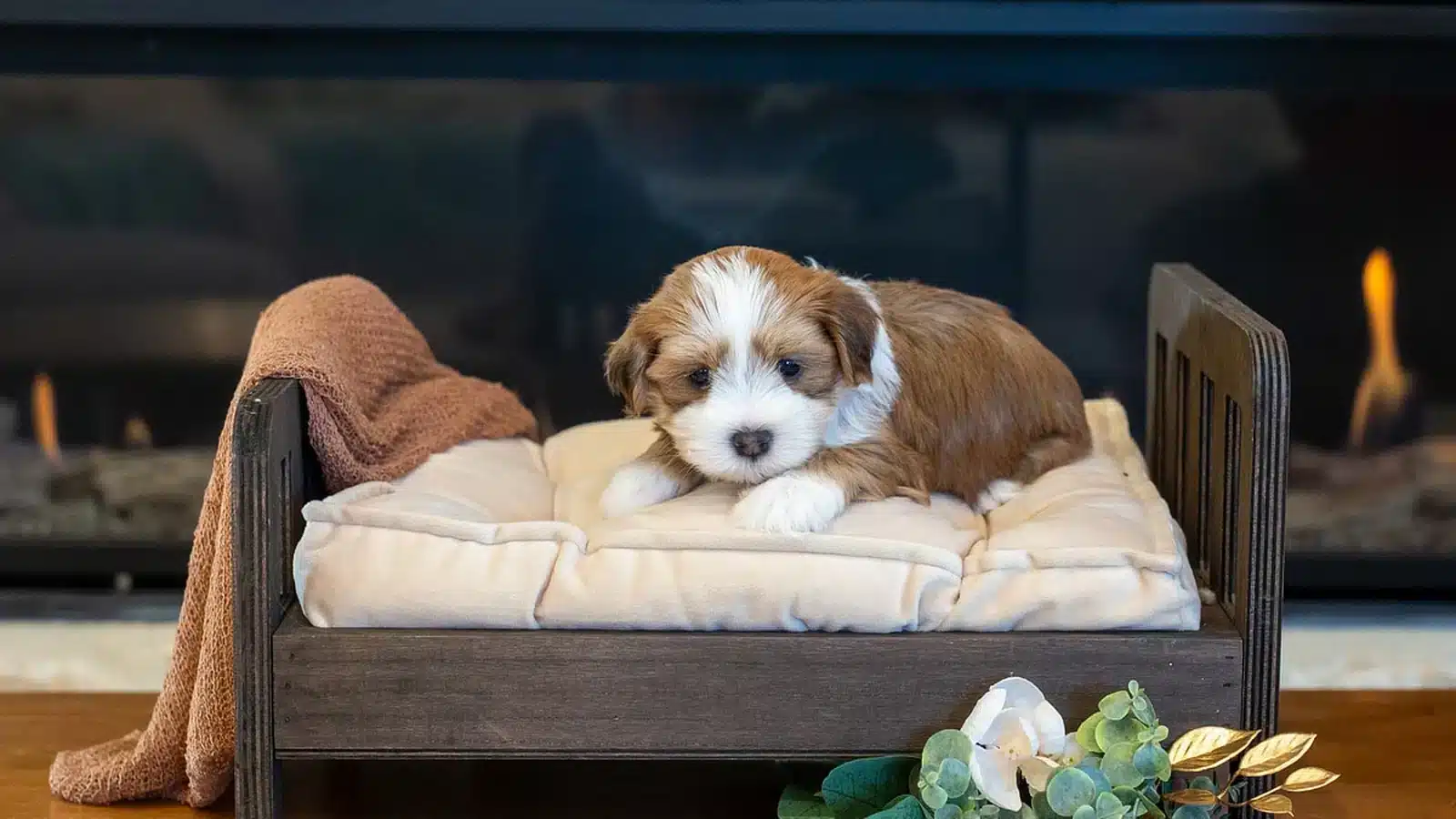 Buster, a red sable tuxedo Havanese puppy, resting on a small bed by a fireplace