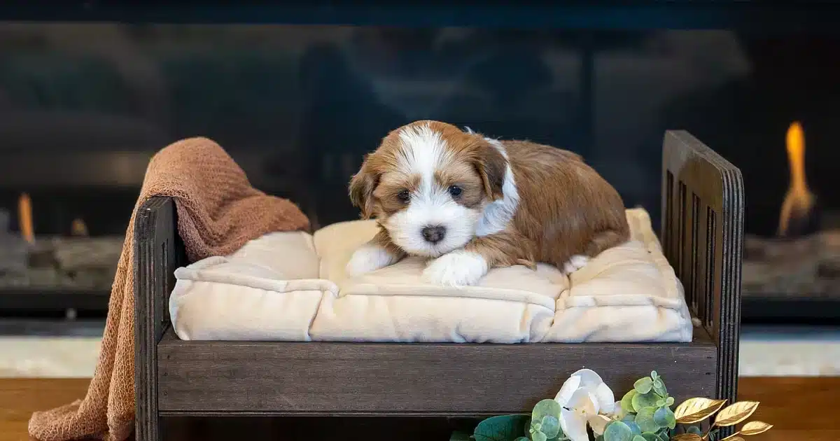 Buster, a red sable tuxedo Havanese puppy, resting on a small bed by a fireplace