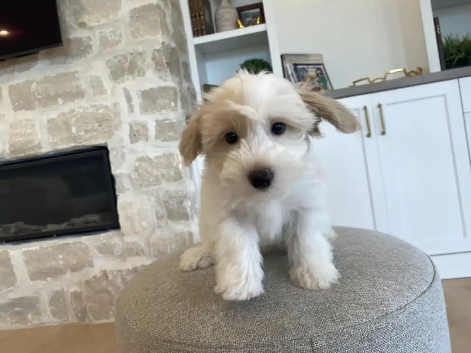 Cream and white Havapoo puppy standing on a gray ottoman beside a stone fireplace.