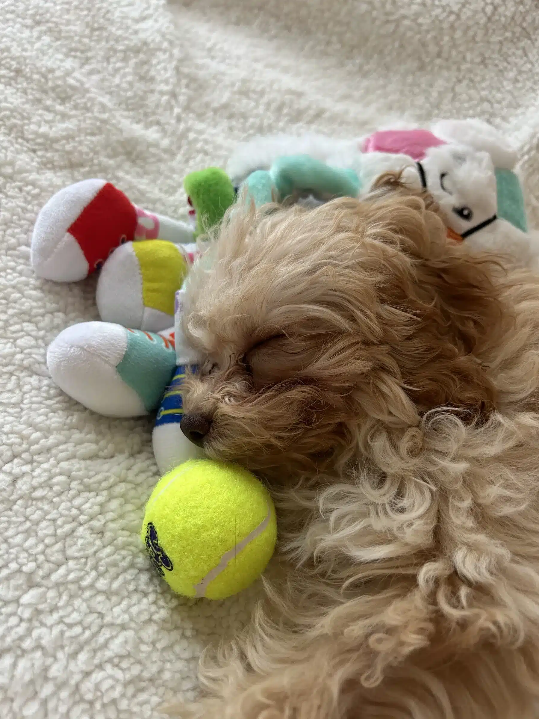 Puppy rest and enrichment routine Apricot puppy resting beside a tennis ball and soft toys on a cream blanket