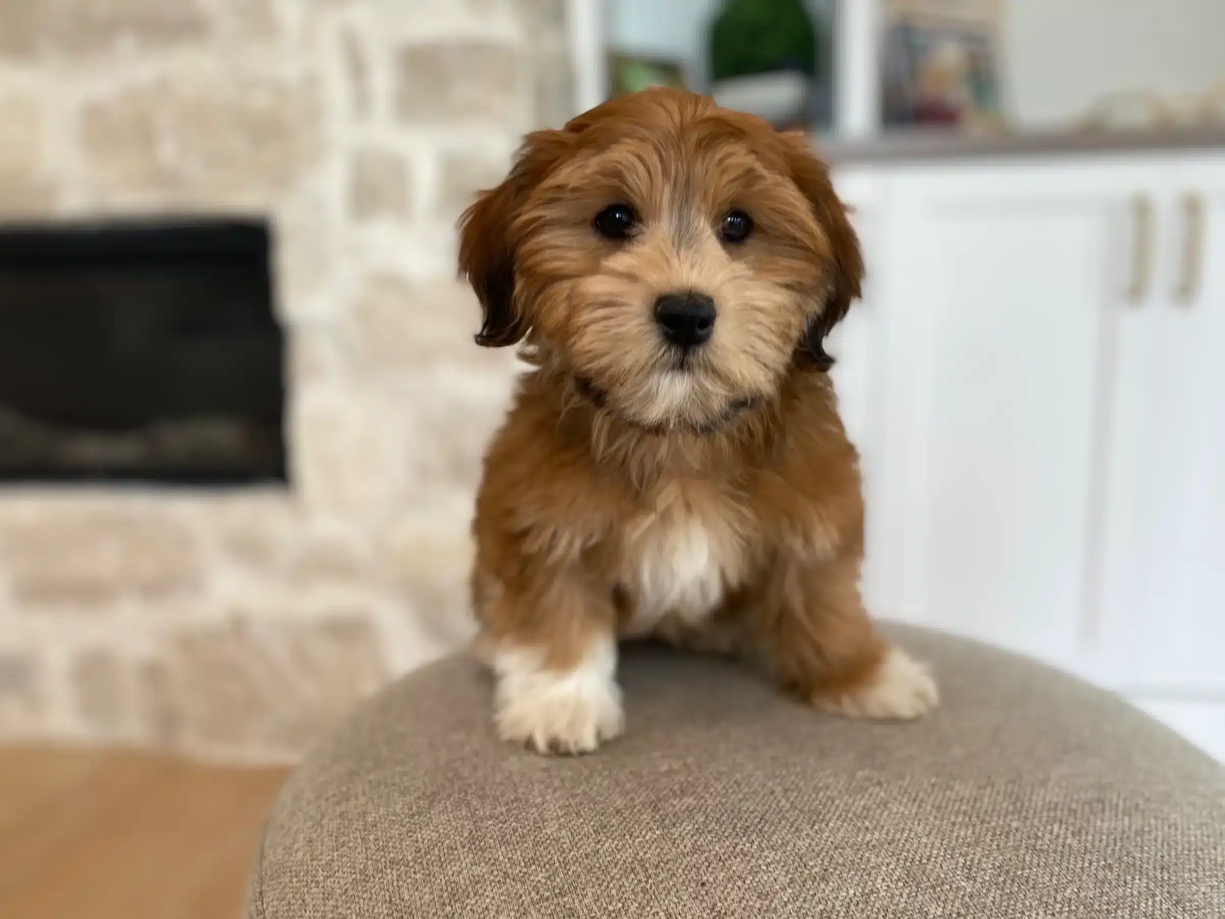 Red Havapoo puppy with white markings Red Havapoo puppy with a white chest sitting on a gray ottoman