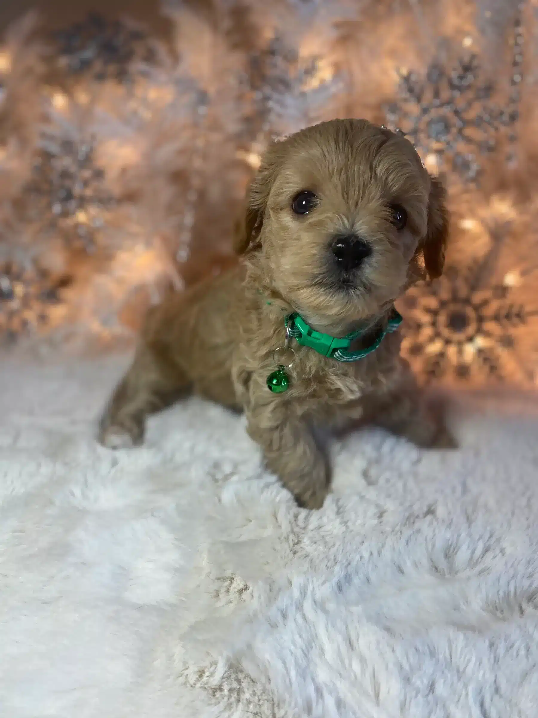 Young tan Havapoo puppy during early development Young tan Havapoo puppy wearing a green collar on a soft white blanket