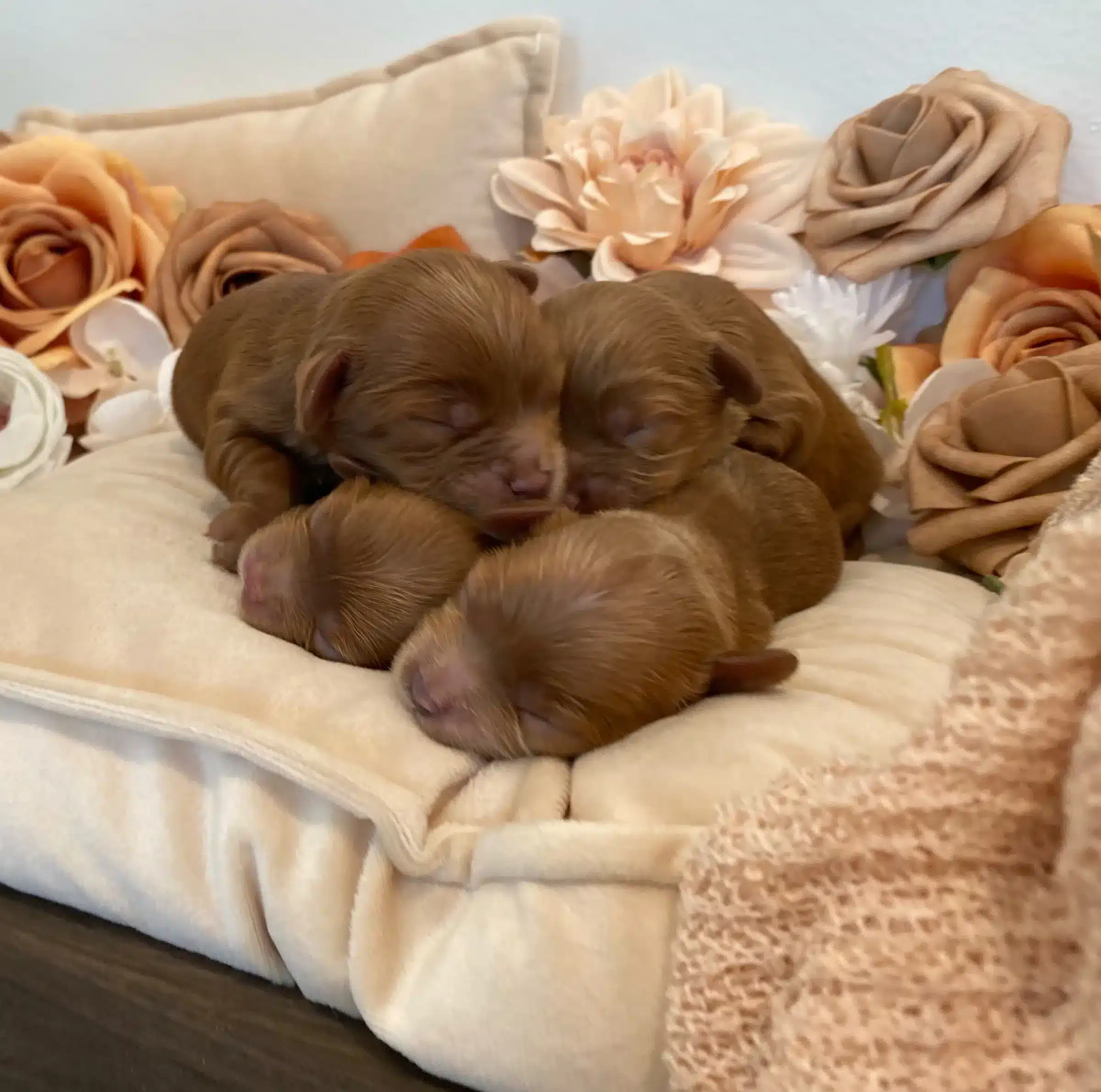 Newborn brown Cavapoo puppies sleeping together on a cream bed