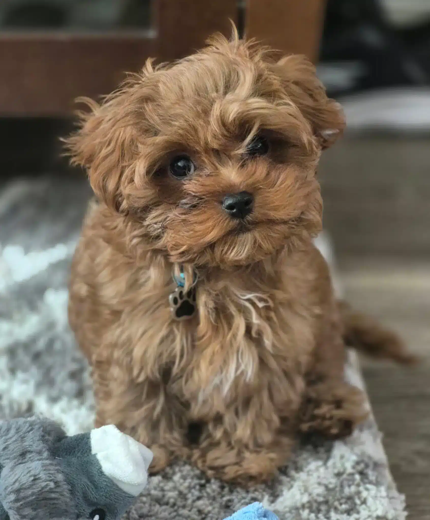 Small apricot Cavapoo puppy sitting on a gray rug indoors
