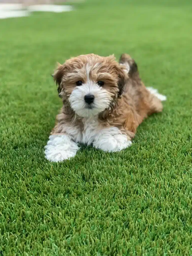 Havapoo puppy relaxing outdoors Red and white Havapoo puppy lying on green grass outdoors