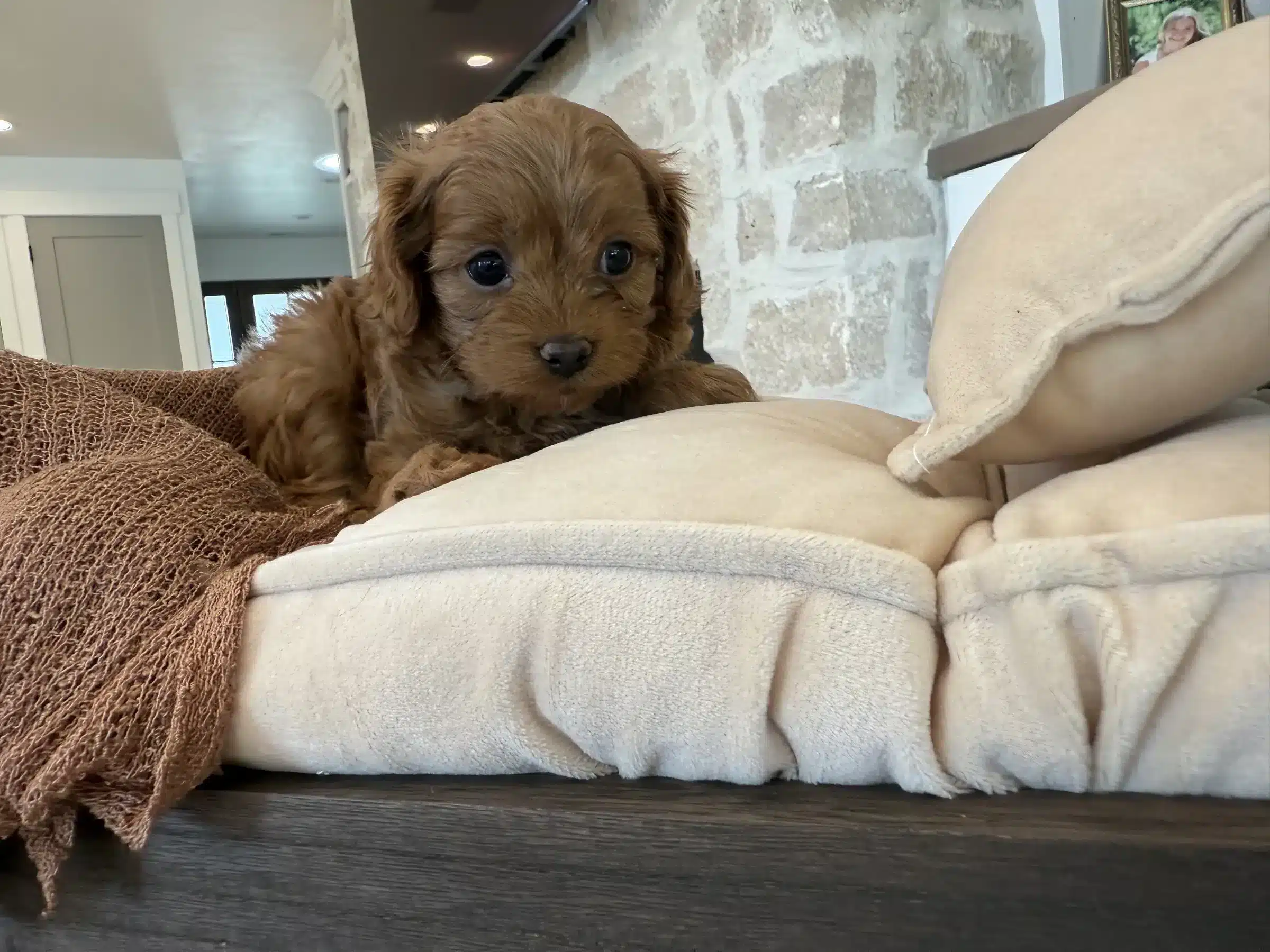 Apricot Cavapoo puppy resting on a cream dog bed beside a soft blanket